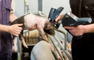 Europese+enqu%C3%AAte+over+varkensproductie