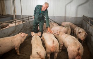 Varkens+bij+Mari+Bertens+groeien+1+kilo+per+dag