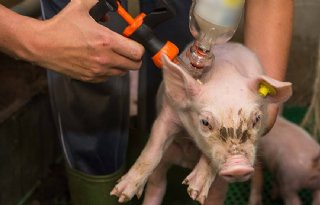 Pasgeboren+biggen+reageren+volwaardig+op+vroege+vaccinatie