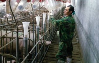 Nieuw+griepvirus+circuleert+bij+Chinese+varkens+en+medewerkers