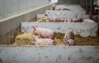 Pijlen+dierenwelzijnsorganisatie+gericht+op+financiers