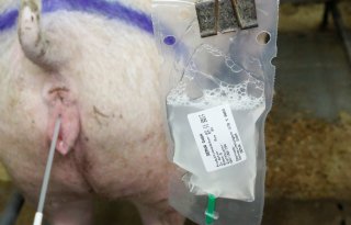 Eerste+inseminatie+TN70%2Dopfokzeug+het+beste+rond+160+tot+170+kilo