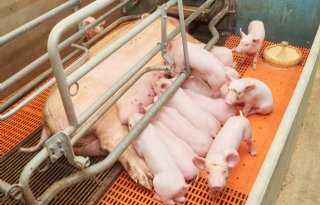 Noodkreet+Vlaamse+varkenssector+aan+politici