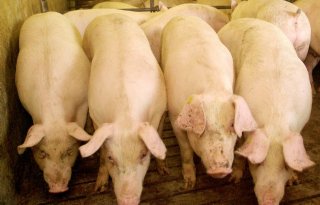 Britse+varkenssector+in+de+problemen+door+arbeidstekort