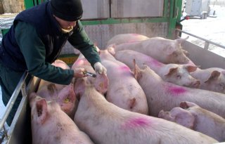 270+miljoen+euro+voor+Franse+varkenssector
