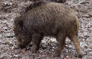 Acht wilde zwijnen met Afrikaanse varkenspest in Italië
