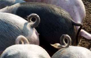 Controles bij Deense varkenshouders op voorkomen staartbijten