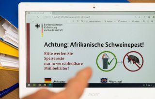 Wel+Europees+geld+voor+aanpak+Afrikaanse+varkenspest
