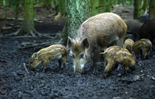 Elk+geschoten+zwijn+testen+op+pest