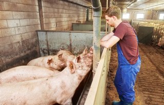 De laatste maanden van de opfok liggen de opfokzeugen in groepshokken in de inseminatiestal. 