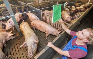 De fokzeugen lopen tussen de vermeerderingszeugen in de groepshuisvesting. 