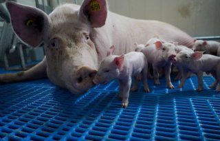 Aeres+neemt+innovatieve+WellFarrowing%2Dvrijloopkraamhokken+in+gebruik