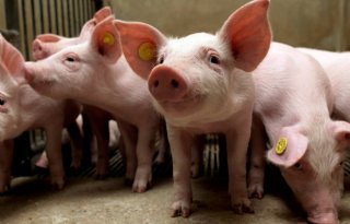 Pleidooi+voor+saneringsregeling+varkenshouderij+in+Duitsland