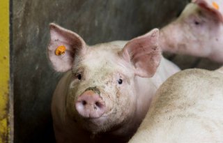 Verzet+tegen+EU%2Dsteun+varkenssector