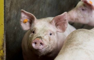 Vleesvarkens+sturen+naar+hoogste+rendement