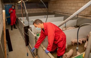 Twee voelers in de biggenafdelingen op de Tolakker 