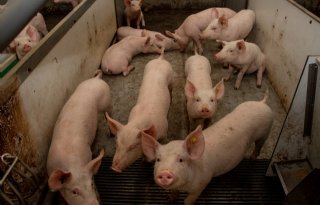 Gespeende biggen houden hok schoon op de Tolakker 