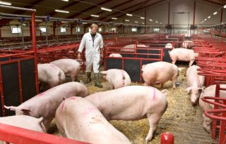 Minder+vleesvarkens+en+meer+zeugen+in+Denemarken