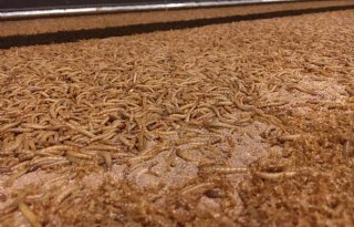 Winsect%2Dsysteem+kweekt+insecten+op+lopende+band