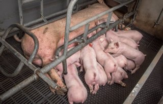 Dick Hazeleger Otterlo 3 weekse biggen bij de zeug 