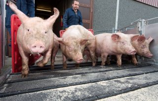 Rabobank%3A+varkenshouderij+minder+afhankelijk+van+wereldmarkt