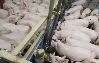 Een+op+de+tien+Duitse+varkensbedrijven+gestopt