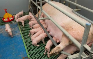 Exitgolf+Duitse+varkenshouders+bewaarheid