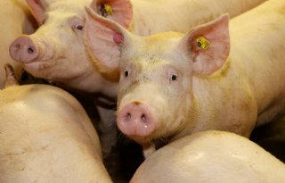 Groen licht voor opkoopregeling Vlaamse varkenshouders