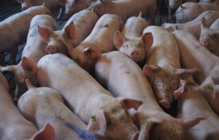Roep om reddingsplan Roemeense varkenssector