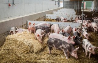 Wijziging+Wet+dieren+verbetert+dierenwelzijn+niet