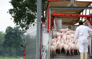 Polen+van+export%2D+naar+importland+voor+varkensvlees
