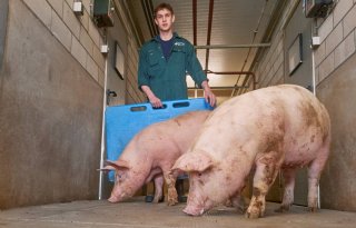 Thijs Janssen Escharenlevert TN70-fokgelten uit 