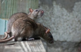 Nieuwe+aanpak+voor+bestrijding+en+monitoring+ratten+en+muizen