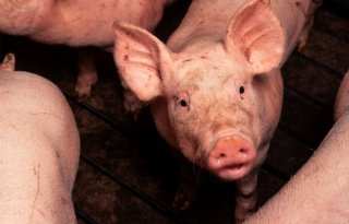 Britse+producentenorganisatie+wil+alleen+nog+eigen+varkensvlees+in+schappen