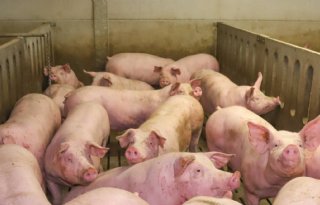 Meer+varkens+in+Duitsland+dan+verwacht