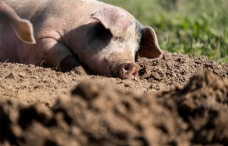 Afrikaanse+varkenspest+bij+varkens+in+Duitsland