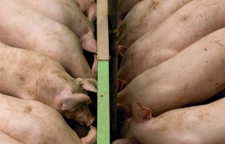 Saldo's varkens in augustus iets hoger dan jaar terug