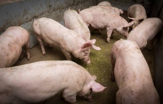 Topigs+Norsvin+voegt+50+miljoenste+varken+toe+aan+database