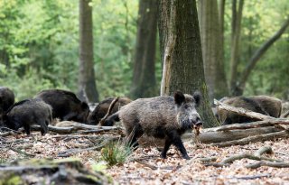 Na+drie+jaar+weer+Afrikaanse+varkenspest+in+Griekenland