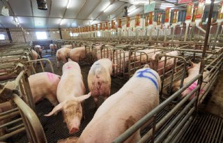 Welzijnsexpert+per+varkensbedrijf+in+Frankrijk