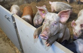 Druk+op+Europese+varkensvleesmarkt+neemt+toe