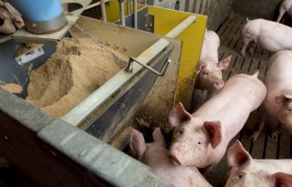Pork%2Ebe+verenigt+Belgische+varkensketen