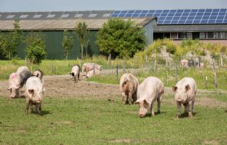 Dierenbescherming+vraagt+om+keuze+voor+Beter+Leven%2Dsterren