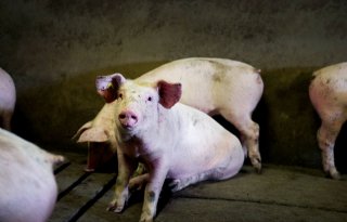 Pati%C3%ABnt+met+varkenshart+overleden+door+niesziektevirus