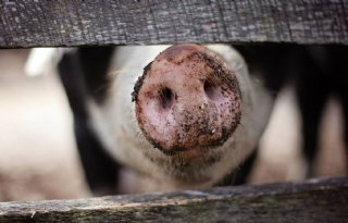 Poolse+varkenshouders+ageren+tegen+afzwakken+bioveiligheid+backyardbedrijfjes
