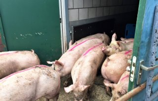 PRRS-vrij worden gaat het beste via het afvoeren van besmette varkens
