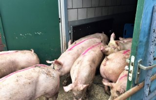 PRRS%2Dvrij+worden+gaat+het+beste+via+het+afvoeren+van+besmette+varkens