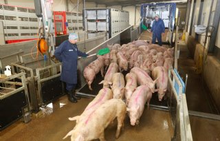 Minder+varkens+geslacht+in+Duitsland