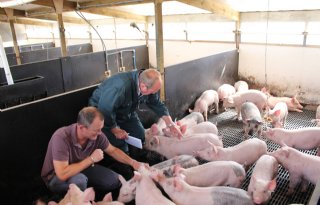 Britse+varkensvleesproductie+flink+onderuit