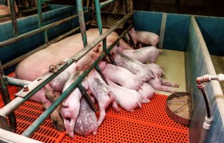 Britse+varkensvleesproductie+gaat+15+procent+dalen